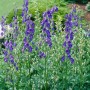 Blühender Blauer Eisenhut (Aconitum Napellus) im Topf, tiefblaue Blüten und grünes Laub.