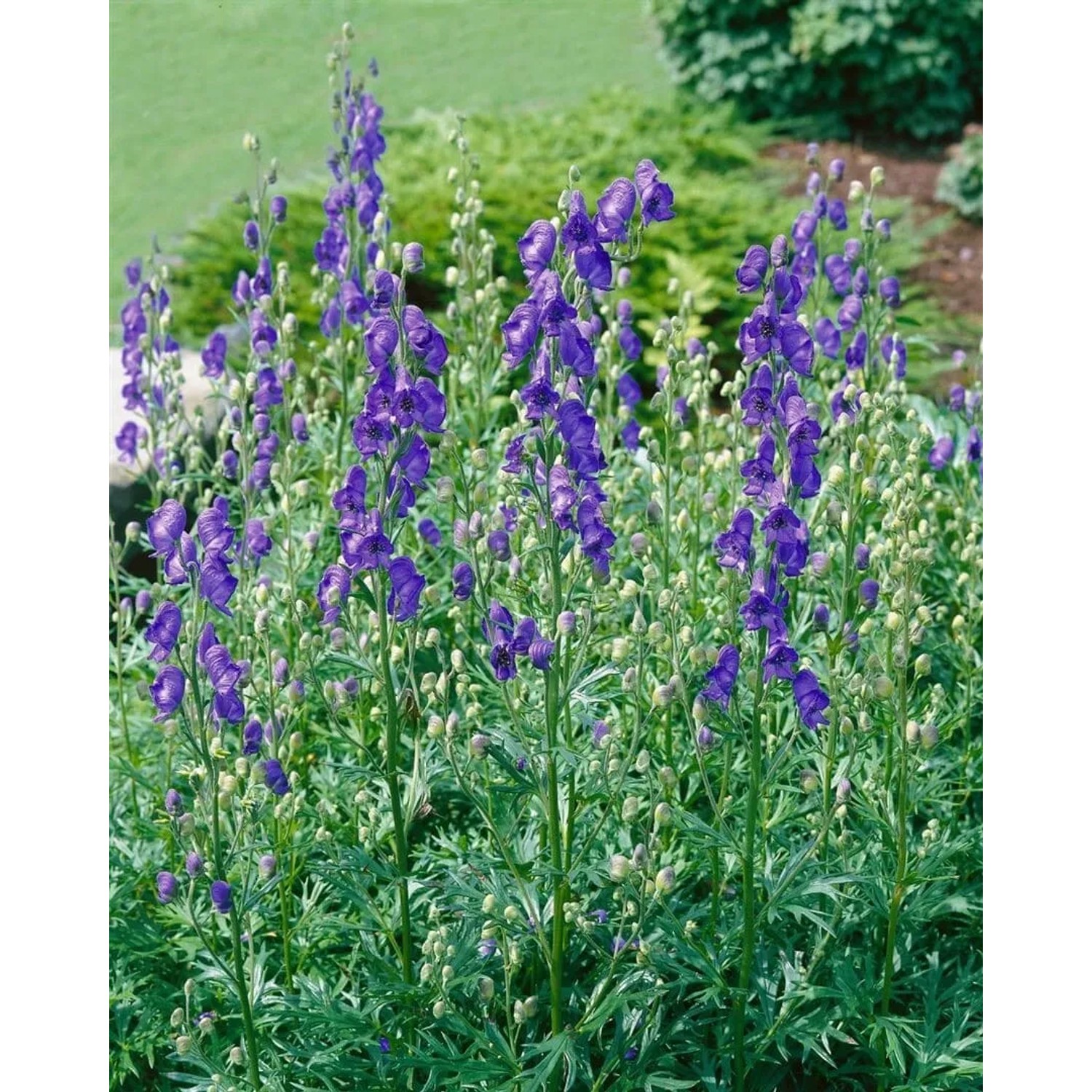 Blühender Blauer Eisenhut (Aconitum Napellus) im Topf, tiefblaue Blüten und grünes Laub.
