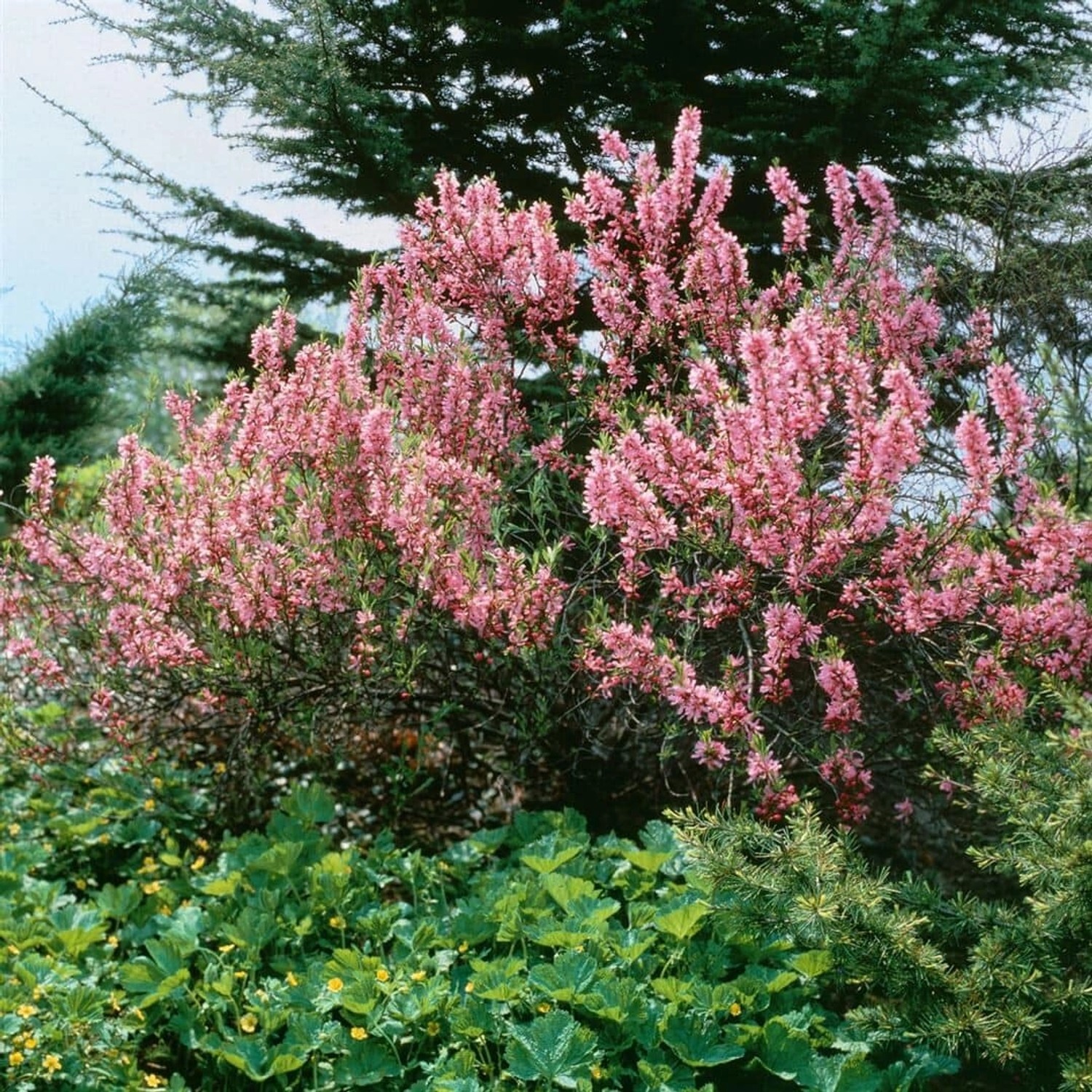 Prunus Tenella Zwergmandel Fire Hill 40-60 cm günstig online kaufen