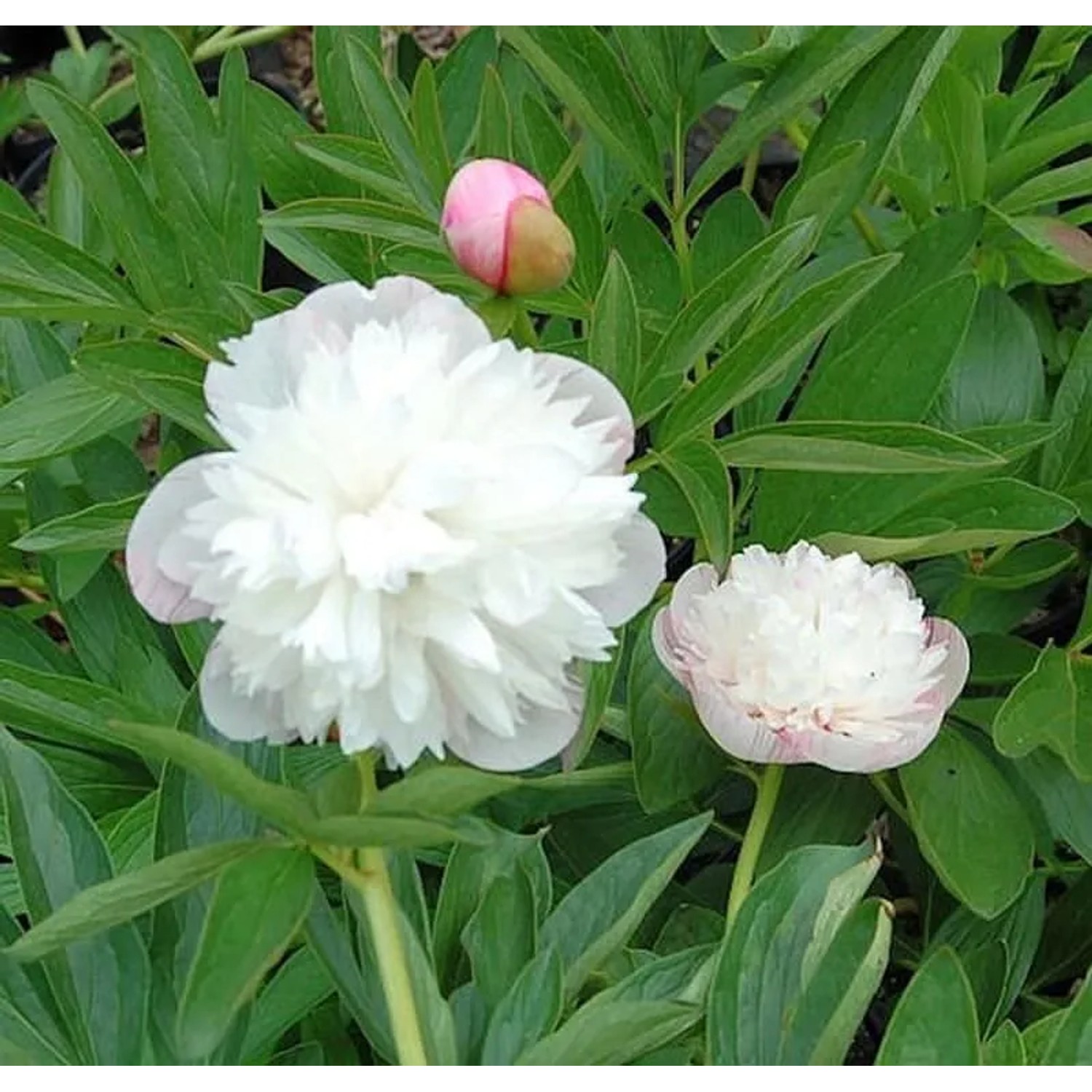 Pfingstrose Alba Plena - Paeonia officinalis