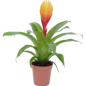 Vriesea El Dorado, rot-gelbe Blühpflanze im Topf, ca. 20-25 cm hoch.