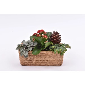 Herbstliches Arrangement im Korb: Kalanchoe, Zwergpfeffer, Efeu und Zapfen im Topf.