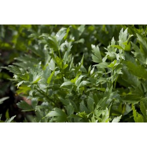 Frischer, grüner Liebstöckel (Levisticum officinale) im 9x9 cm Topf, ideal für Kräutergarten.