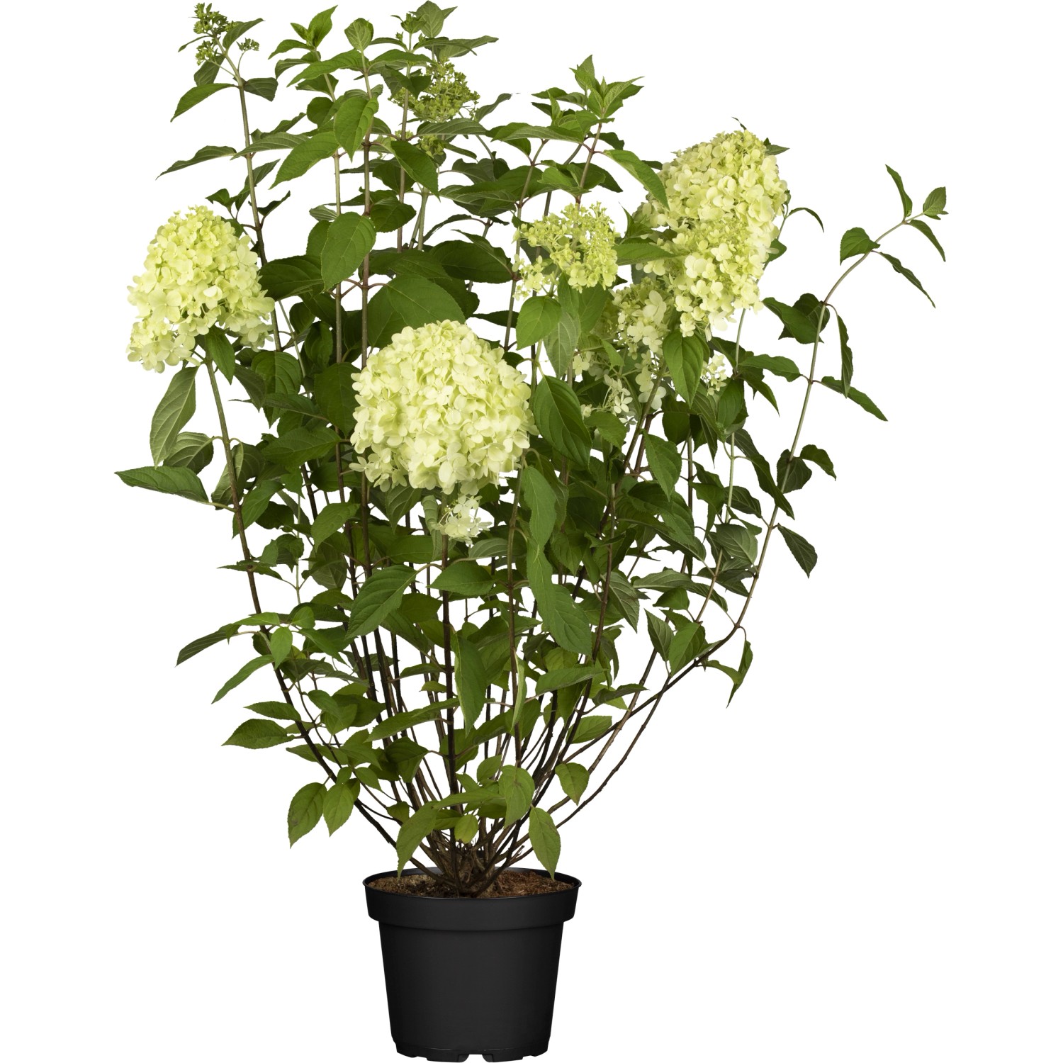 Rispenhortensie Living Creations Höhe ca. 20 - 30 cm Topf ca. 5 l günstig online kaufen