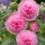 Rosa gefüllte Stockrose im Themenset Landhaus & Bauerngarten, Topf ca. 9 cm.