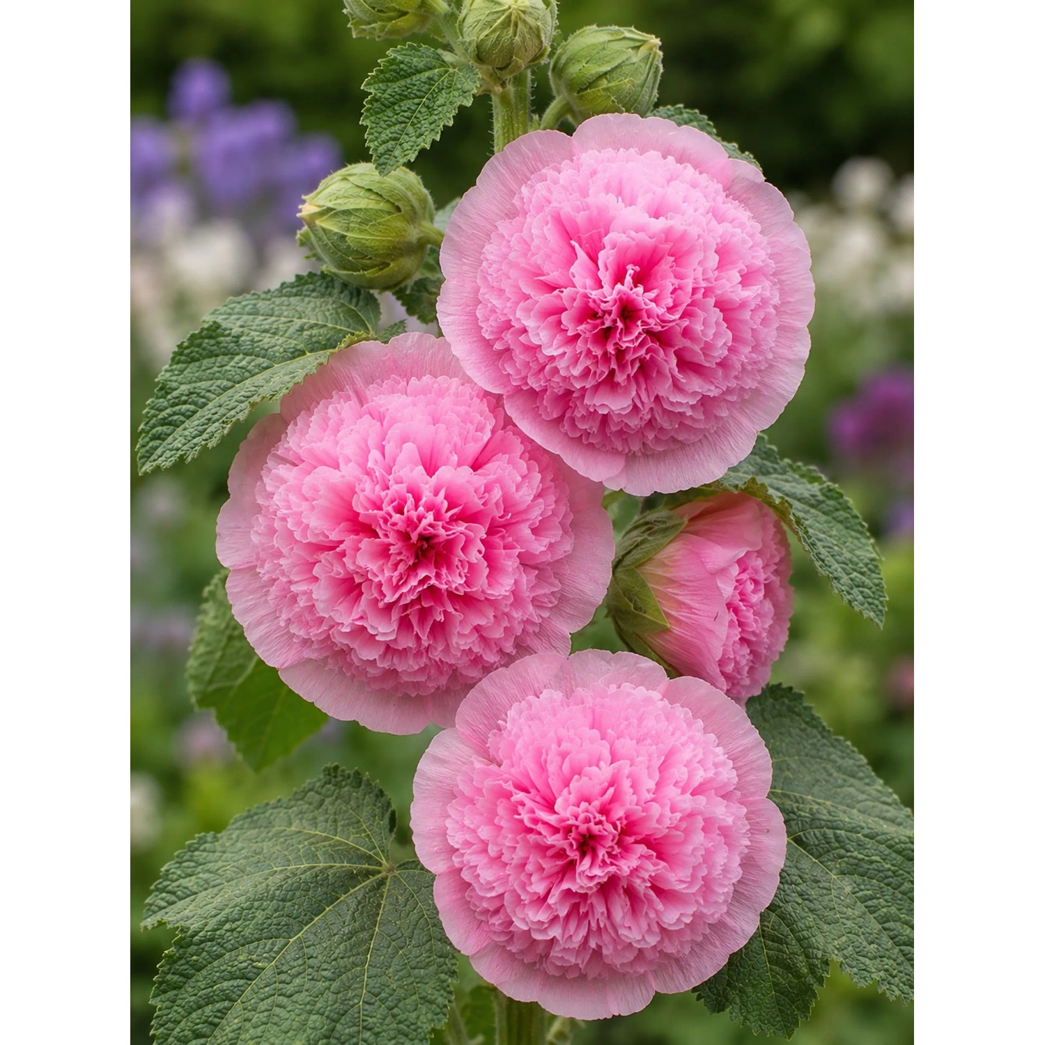 Rosa gefüllte Stockrose im Themenset Landhaus & Bauerngarten, Topf ca. 9 cm.