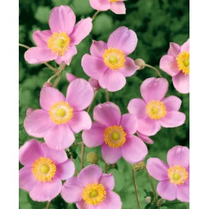 Rosa blühende Herbstanemone (Anemone hupehensis Praecox) im 9x9 cm Topf.