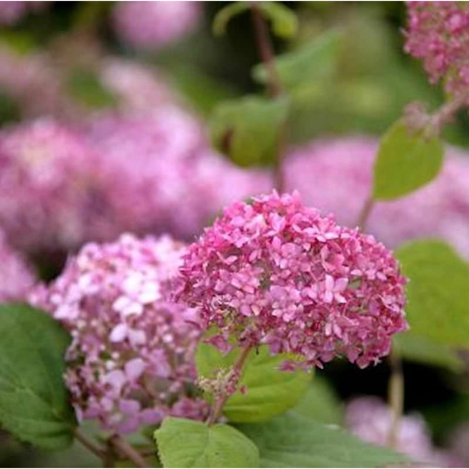 Ballhortensie Pink Annabelle 20-30cm - Hydrangea arborescens günstig online kaufen