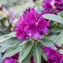 Purpurroter Rhododendron Hybr. Old Port, buschiger Strauch mit üppigen Blüten.