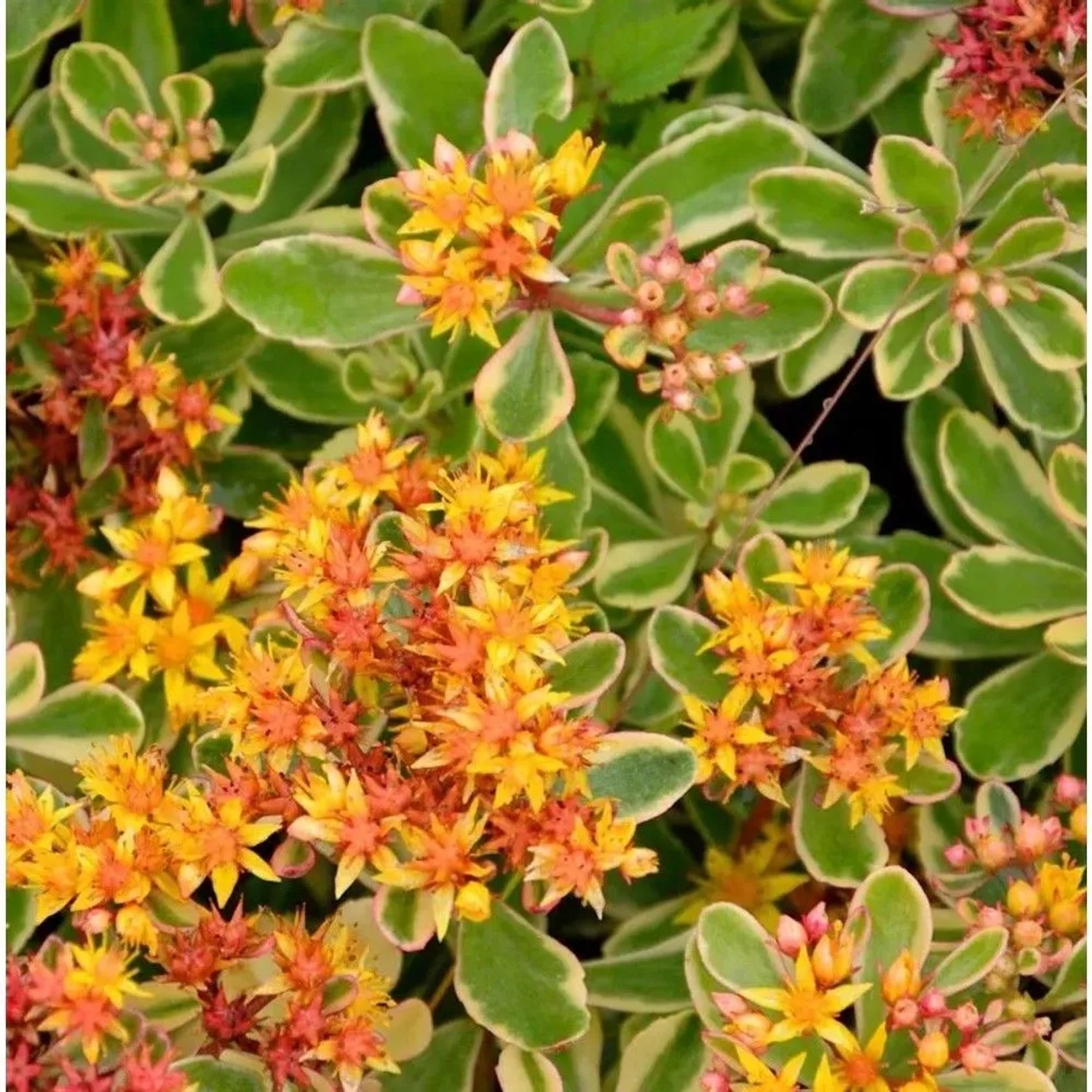 Fetthenne Variegatum - Sedum kamtschaticum