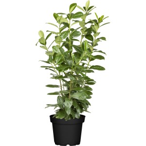 GROW by OBI Kirschlorbeer Novita, ca. 100cm hoch im 10l Topf. Immergrüne Heckenpflanze.