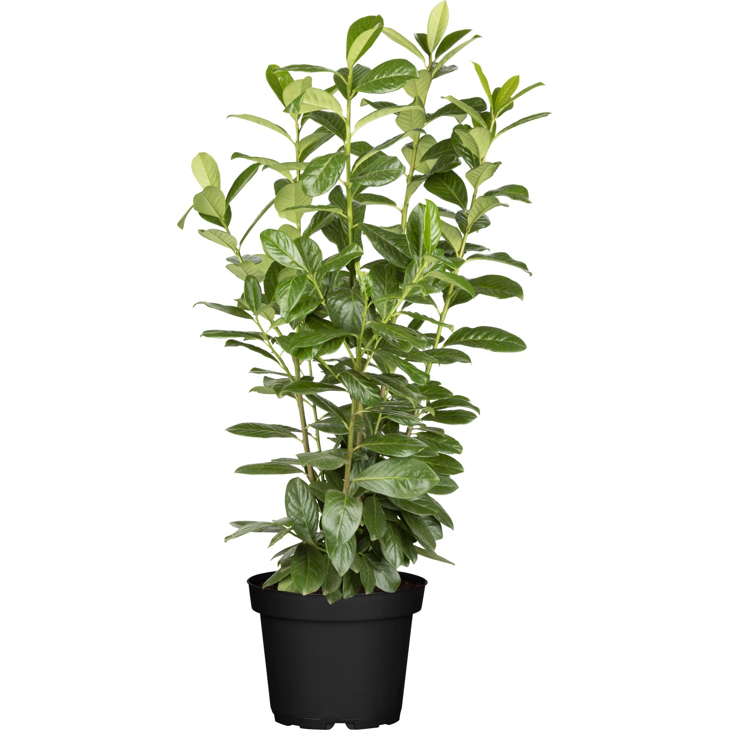 GROW by OBI Kirschlorbeer Novita Höhe ca. 100 cm Topf ca. 10 l Prunus günstig online kaufen