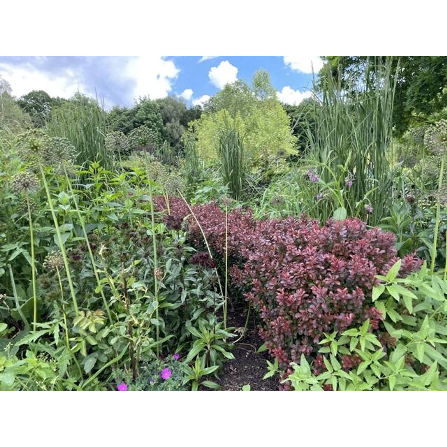 Baumfink Rote Heckenberberitze (Berberis thunbergii 'Atropurpurea') im Garten.