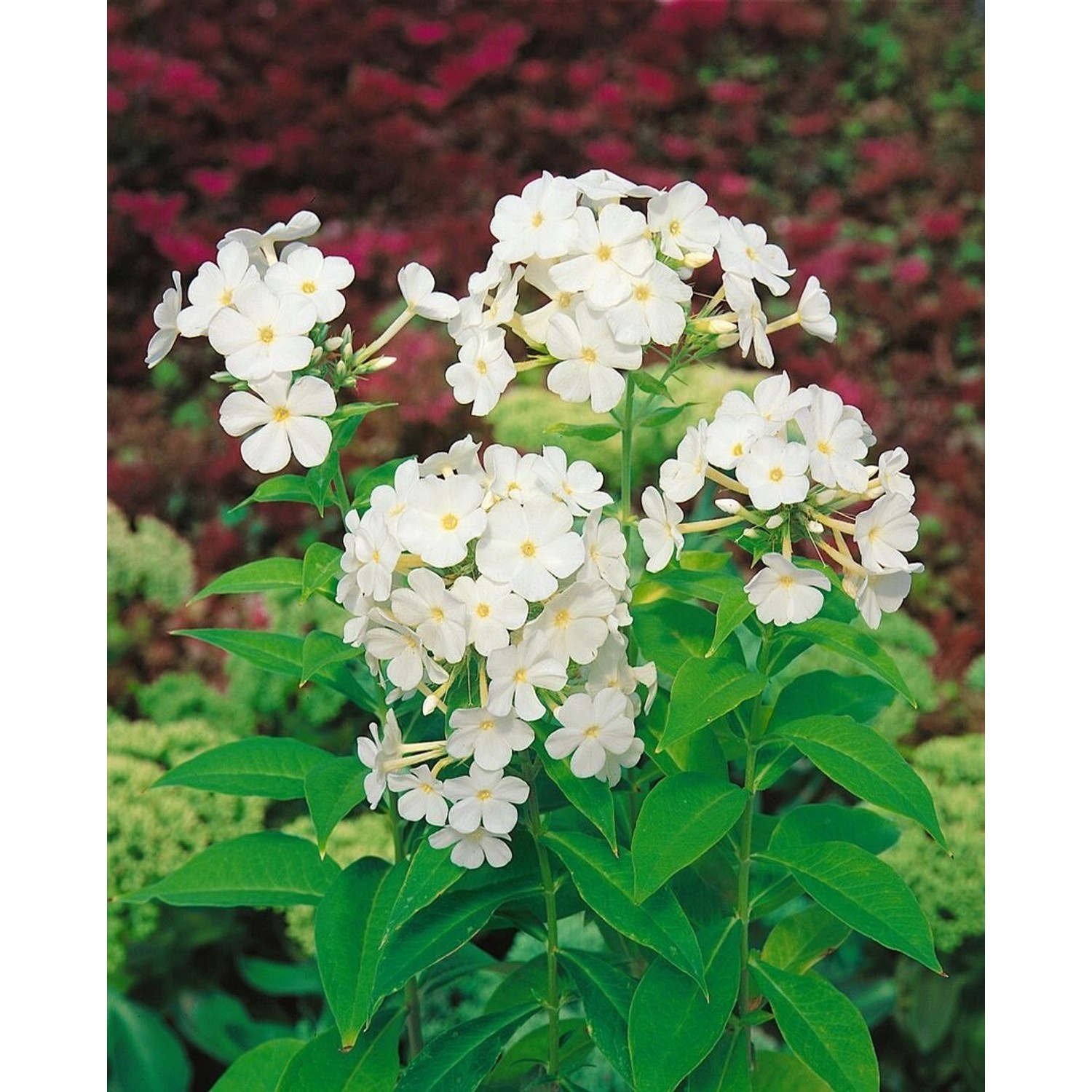 Sommerphlox Fujiyama mit weißen Blüten und grünen Blättern im Topf.