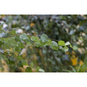 Nahaufnahme eines Zweigs der Betula Pendula Hängebirke mit grünen Blättern.