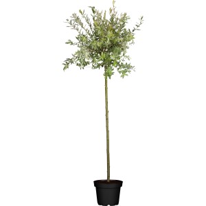 OBI Harlekinweide Hakuro Nishiki auf Stamm im Topf, ca. 80-100cm hoch.