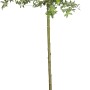OBI Harlekinweide Hakuro Nishiki auf Stamm im Topf, ca. 80-100cm hoch.