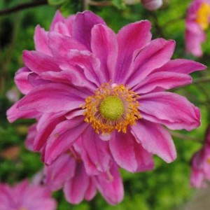 6 x Herbst-Anemone 'Prinz Heinrich' Anemone hupehensis Topf 9cm Schnittblume