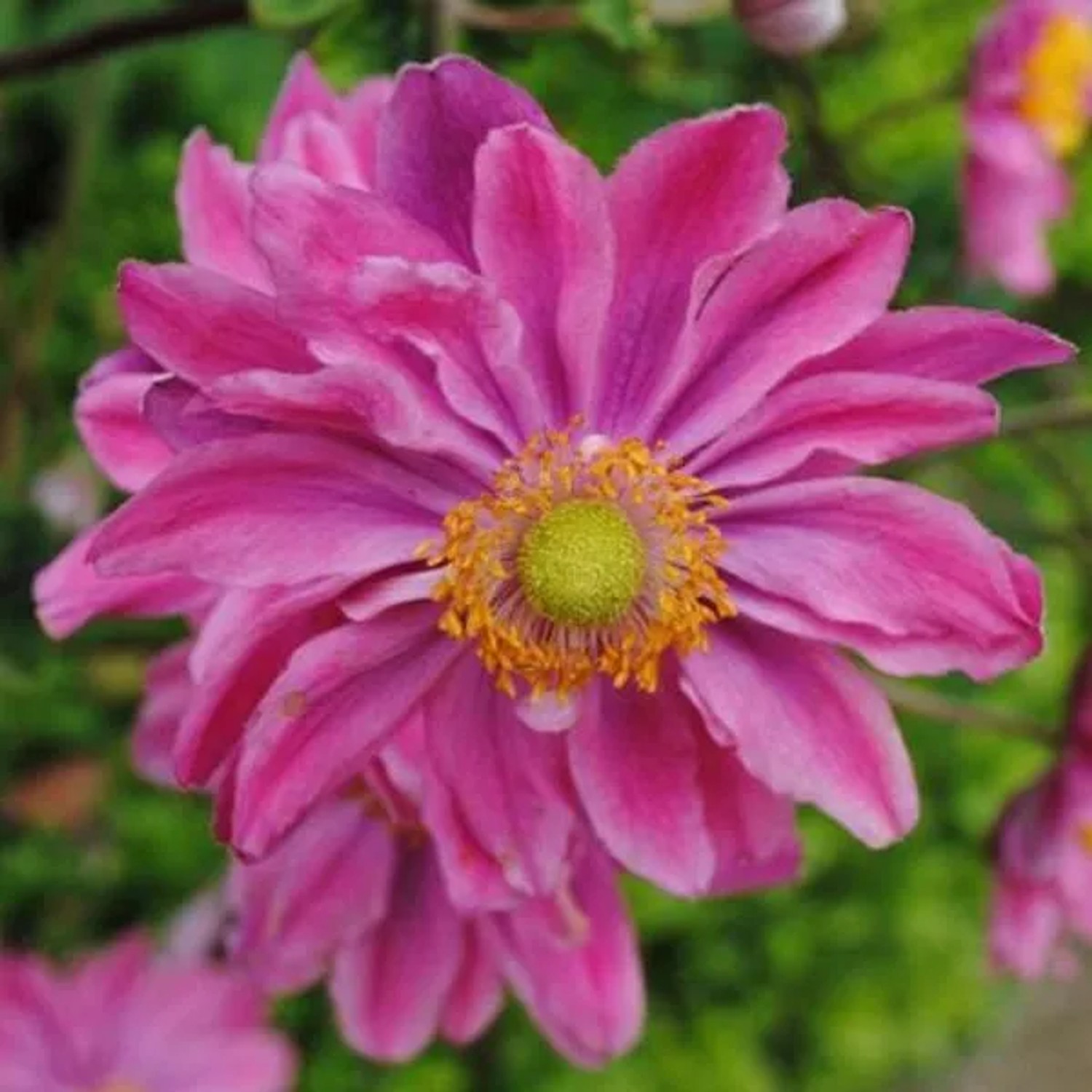 6 x Herbst-Anemone 'Prinz Heinrich' Anemone hupehensis Topf 9cm Schnittblume