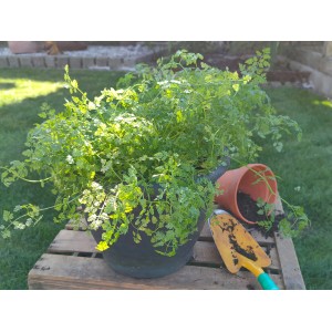 Blu Bio-Kerbel im Topf (Ø 12cm) mit Gartenschaufel und umgekipptem Topf auf Holzpalette.