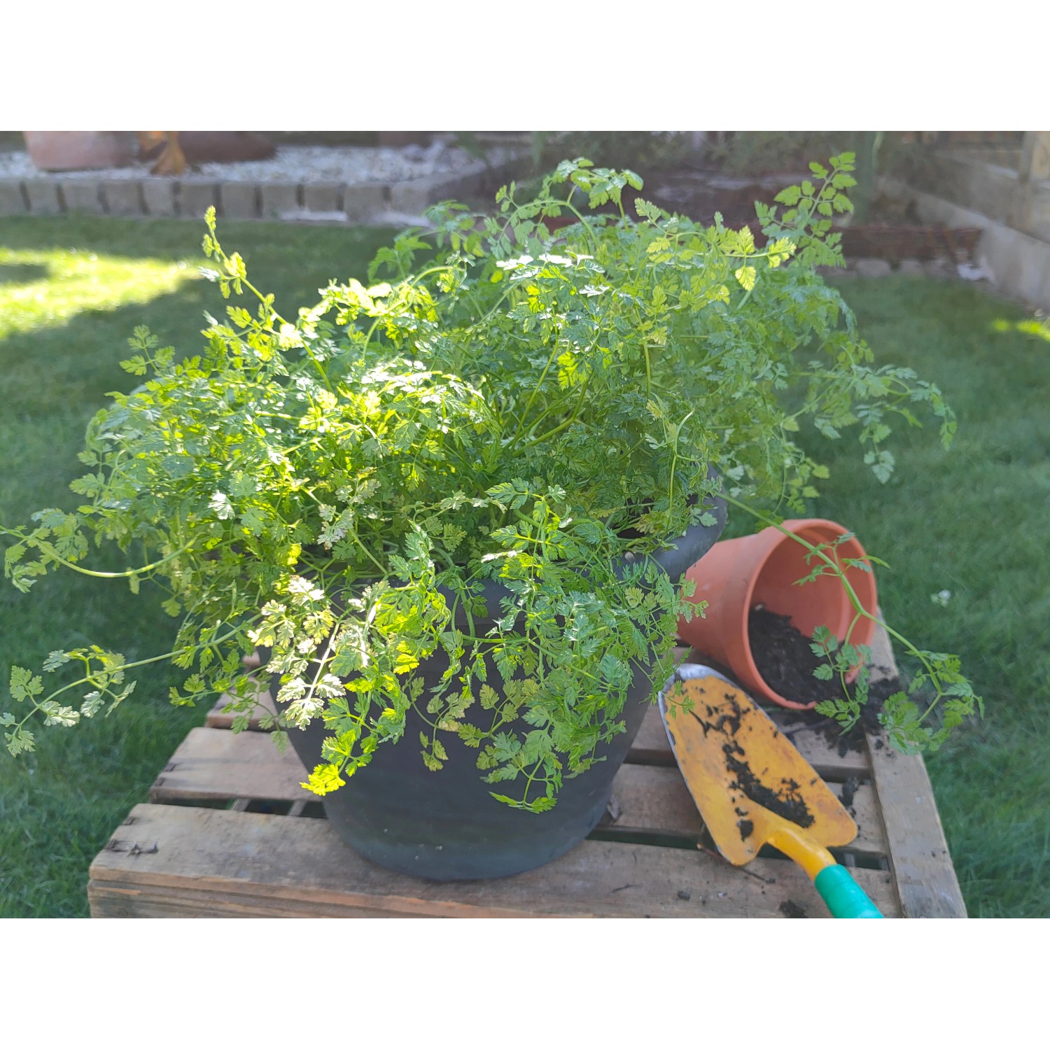 Blu Bio-Kerbel im Topf (Ø 12cm) mit Gartenschaufel und umgekipptem Topf auf Holzpalette.