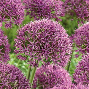 Nahaufnahme von rosa Zierlauch Stipitatum Blüten (Allium) im Garten.