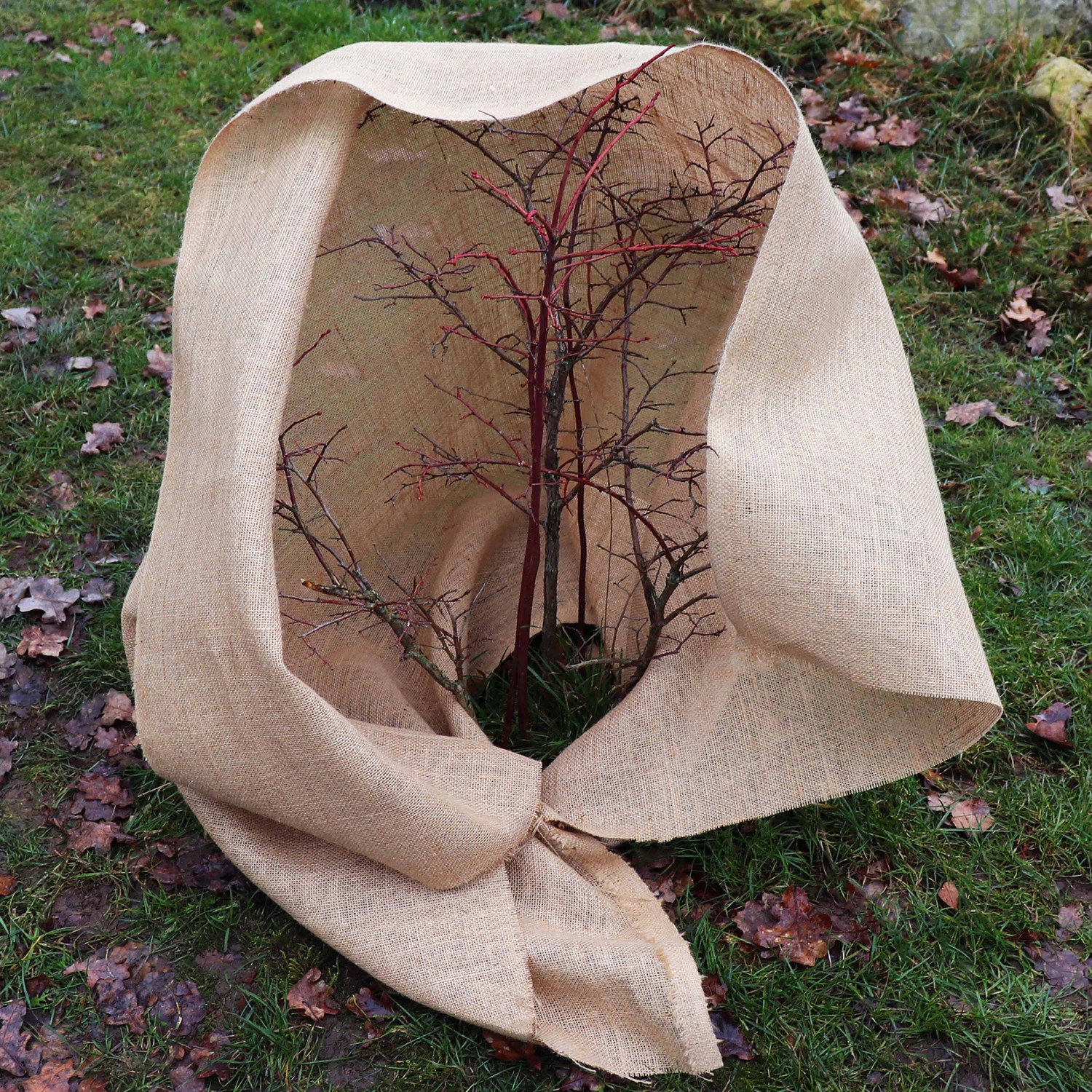 Jute-Gewebe als Winterschutz für junge Bäume im Garten. Jutematte zum Schutz vor Frost.