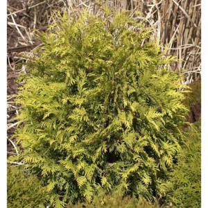 Lebensbaum Sunkist 30-40cm - Thuja occidentalis