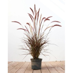 Lampenputzergras 'Rubrum' im 2L Topf: Rotes Ziergras mit purpurfarbenen Blütenähren.
