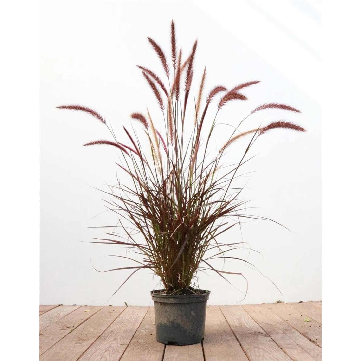 Pennisetum Setaceum Rubrum Lampenputzergras Rot 2 Liter Container günstig online kaufen