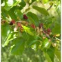 Zweig der Zwerg-Maulbeere 'Mojo Berry' mit Blättern und reifen, roten Früchten.