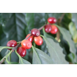 Nahaufnahme: Kaffeestrauch mit roten Kaffeekirschen und grünen Blättern.