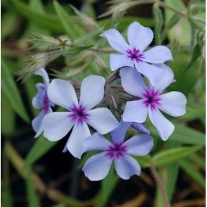 Niedrige Flammenblume Chattahoochee - Phlox divaricata