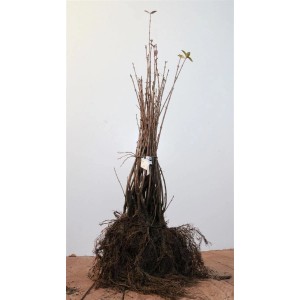 Bündel Liguster (Ligustrum vulgare) 40-60 cm mit Wurzelballen, ideal als Heckenpflanze.