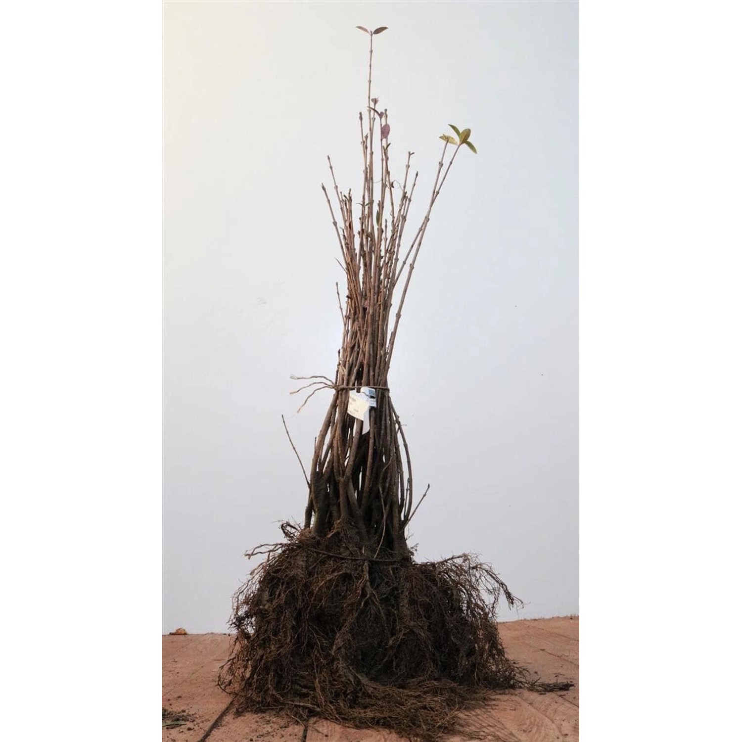 Ligustrum vulgare 40-60 cm günstig online kaufen