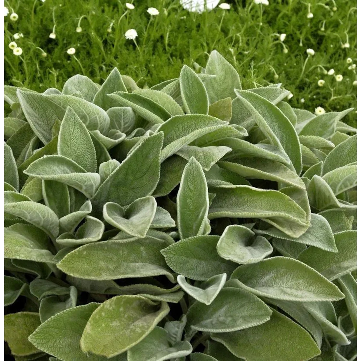 Wollziest Big Ears - Stachys byzantina