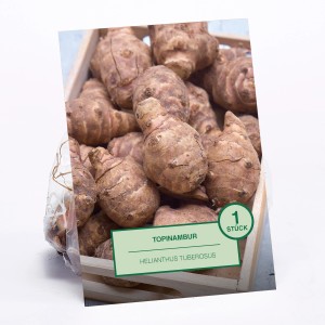 Topinambur (Helianthus tuberosus) im Holzkasten, eine Pflanzkartoffel.