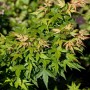 Acer Palmatum Seiun Kaku Japanischer Ahorn mit grünen und rötlichen Blättern.