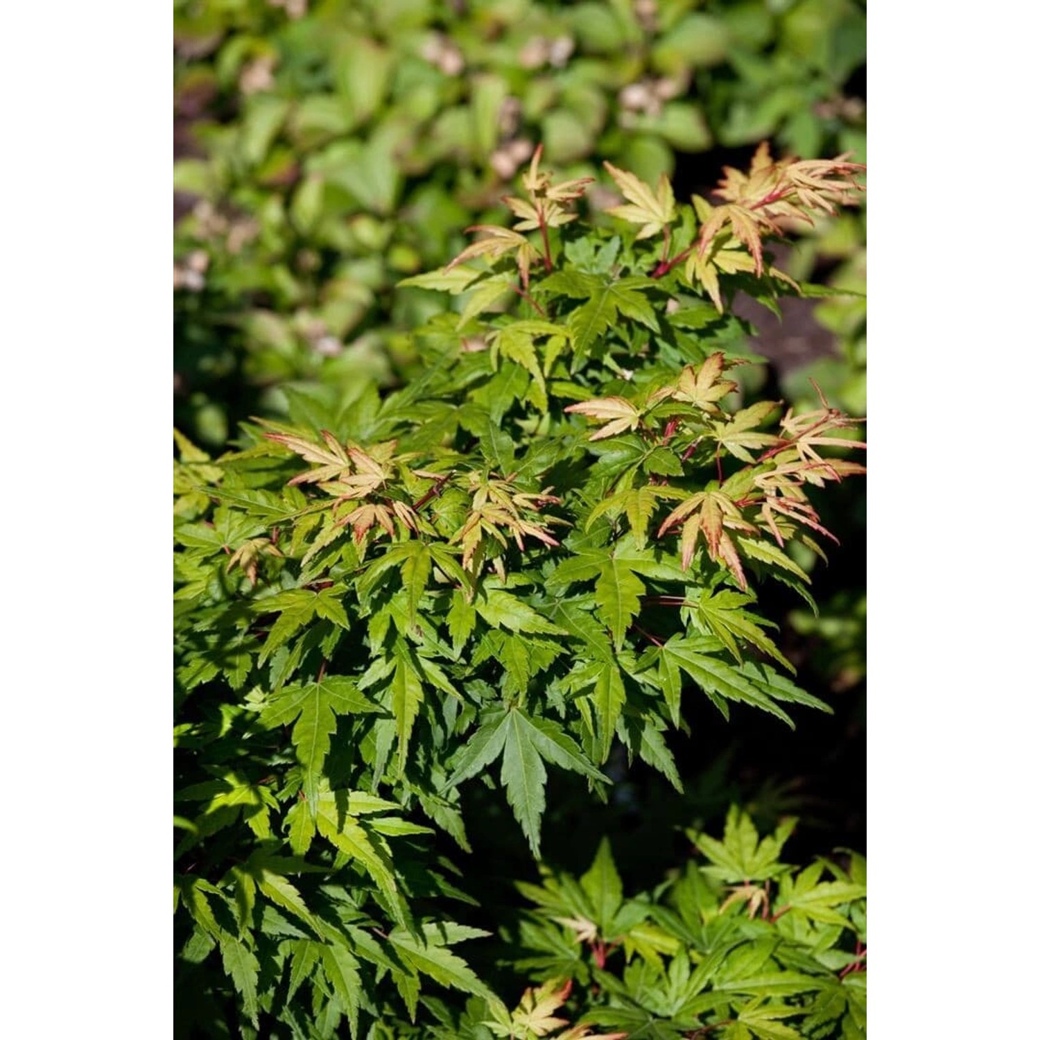 Acer Palmatum Seiun Kaku Japanischer Ahorn 60–80 cm günstig online kaufen
