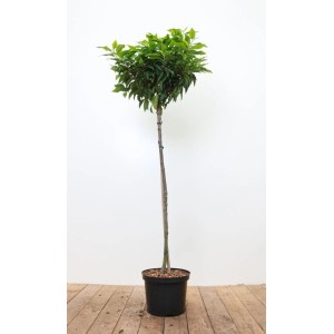 Portugiesischer Kirschlorbeer 'Angustifolia' als Heckenpflanze mit 80 cm Stammhöhe im Topf.