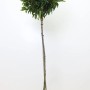 Portugiesischer Kirschlorbeer 'Angustifolia' als Heckenpflanze mit 80 cm Stammhöhe im Topf.