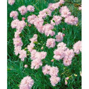 Altrosa Pfingstnelke (Dianthus plumarius) im 9x9 cm Topf. Zarte, altrosa Blüten der Staude.