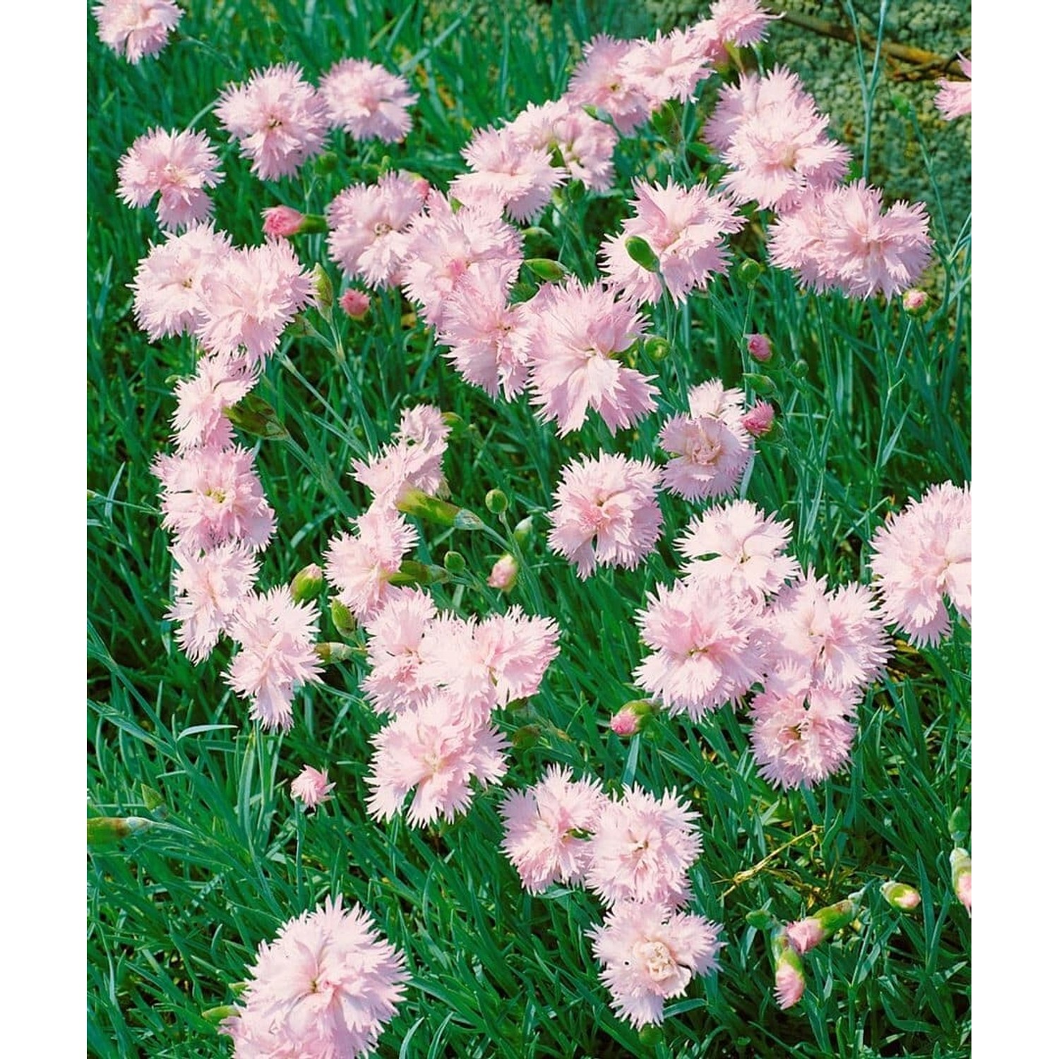 Dianthus Plumarius Altrosa Pfingstnelke Ca. 9x9 cm Topf günstig online kaufen