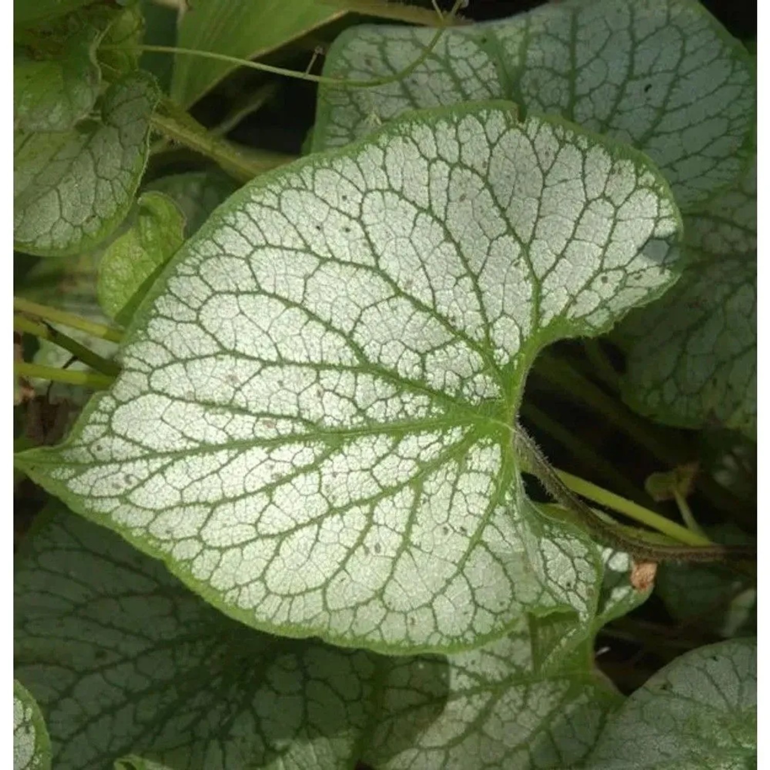 Kaukasus Vergißmeinnicht Jack Frost - Brunnera macrophylla