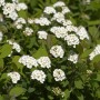 Birkenblättrige Spiere 'Tor' mit weißen Blüten und grünen Blättern.
