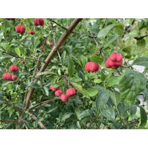 Baumfink Pfaffenhütchen Topfpflanze mit rosa Früchten und grünen Blättern.