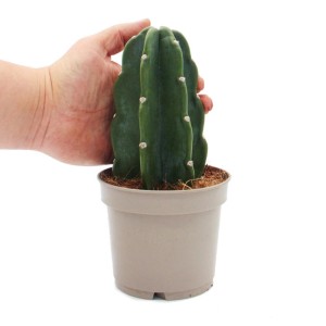 Exotenherz Cuddly Kaktus im 12cm Topf, ein stachelfreier Kaktus zum Kuscheln.