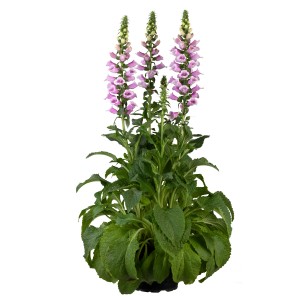 Rosa-pinkfarbener GROW by OBI Fingerhut (Digitalis purpurea) im Topf, ca. 19 cm Ø.