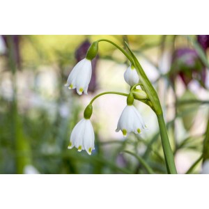 Sommer-Knotenblume 'Gravetye Giant' mit weißen, glockenförmigen Blüten im Topf.