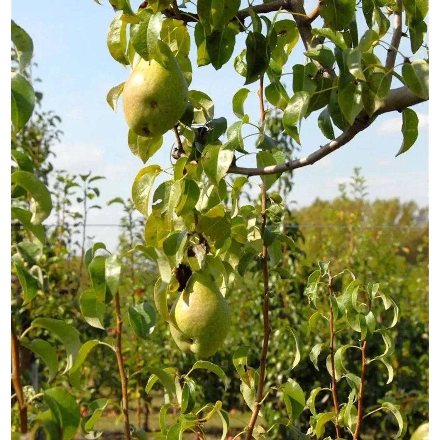 Birne Herzogin Elsa 60-80cm - feinwürzige und saftige Früchte